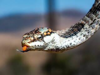 Naklejka premium Close-up of a snake with vibrant scales and orange tongue.