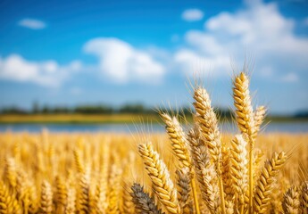Fototapeta premium Golden Wheat Field Under a Blue Sky