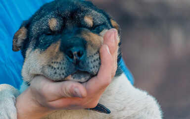 male palm holds muzzle of half-breed Shar Pei puppy