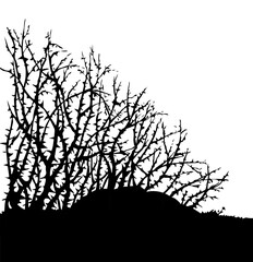 Vector drawing. The thorn bushes