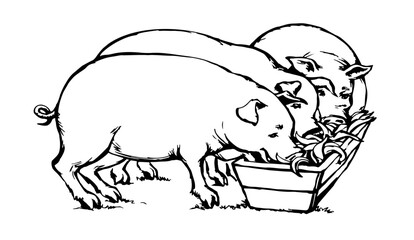 Vector drawing. Pigs eating rhe food