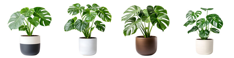 Fototapeta premium Assortment of lush tropical style houseplants displayed in stylish minimalist ceramic planters for a modern nature inspired home or office decor