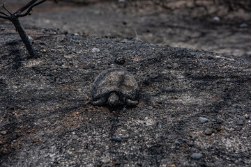 the forest after the fire