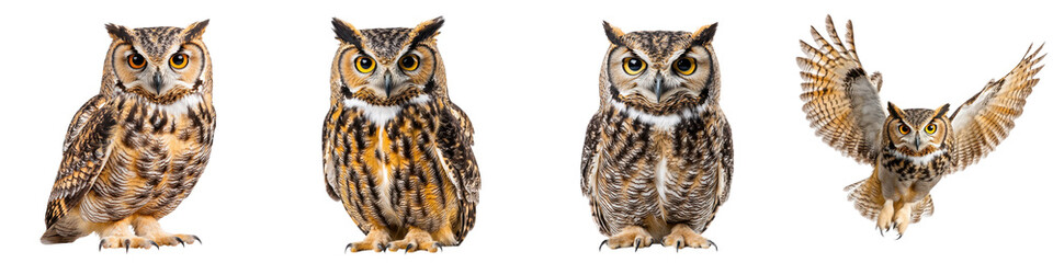 Obraz premium A captivating collection of owls the elusive and powerful nocturnal predators of the natural world With their sharp talons keen senses and elegant plumage these magnificent birds command attention