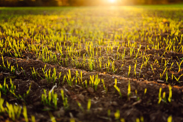 Bright green sprouts sprout from fertile soil. Small green plants in an agricultural field at...