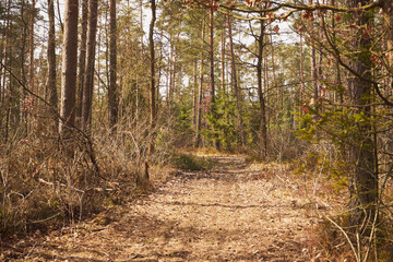 leśna droga,leśna ścieżka,las,drzewa,las mieszany,wiosna 