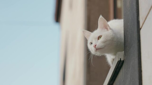 Beautiful white cat on window sill