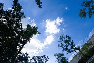 Daytime Beautiful Blue sky with fluffy cumulus clouds, framed by lush green trees, for a background