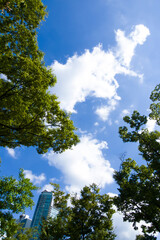 Obraz premium Daytime Beautiful Blue sky with fluffy cumulus clouds, framed by lush green trees, for a background