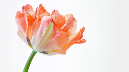 Fototapeta premium Close-Up Parrot Tulip Isolated on White Background Vibrant Colors and Textures
