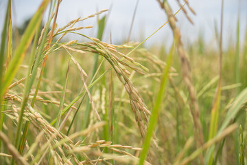 Fototapeta premium Golden rice ears