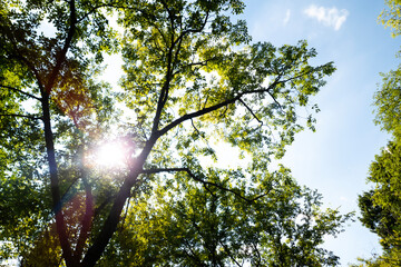 Beautiful Green trees in a city park, on a sunny day, Boramae Park in Seoul, Korea, for a background	