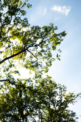 Beautiful Green trees in a city park, on a sunny day, Boramae Park in Seoul, Korea, for a background	