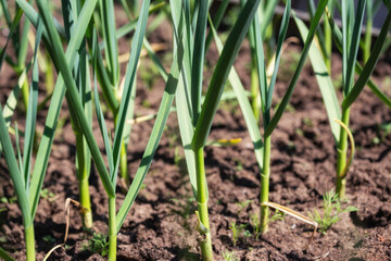Garlic plant