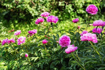 Obraz premium Blooming peony bushes