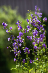 Polemonium caeruleum (Jacob's ladder or Greek valerian)