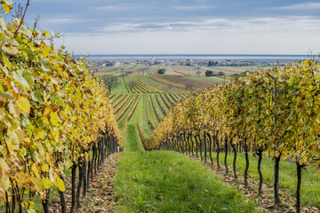 Jois, Neusiedler See, Burgenland, Austria, &Ouml;sterreich