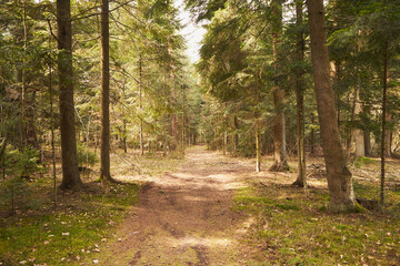 drzewa,leśna droga,leśna ścieżka,las iglasty,wiosna  © Marcin Łazarczyk
