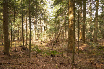 las,las iglasty,drzewo,drzewa,wiosna © Marcin Łazarczyk