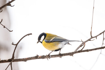 A beautiful yellow-breasted tit sits on a tree.
A great tit songbird sits on a tree branch.