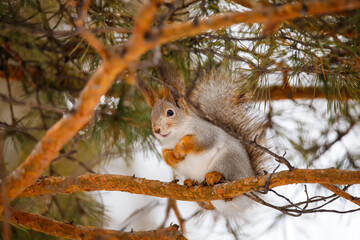 The Eurasian red squirrel. Color of squirrel in winter. Squirrel on the tree