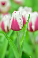 Pink and White Tulips Blooming in a Lush Garden