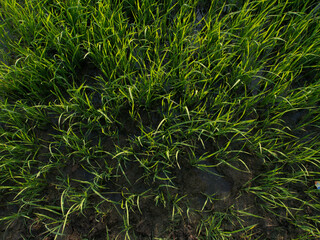 Green grass background