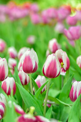 Pink and White Tulips Blooming in a Lush Garden