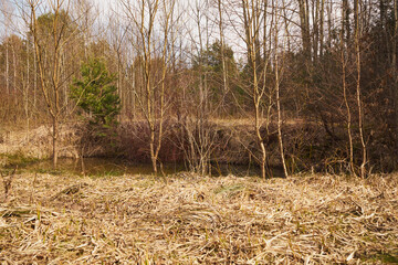 las,drzewa,niebo,woda,wiosna 