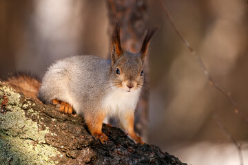 In winter and autumn the squirrel sits on a birch tree Eurasian red squirrel, Sciurus vulgaris