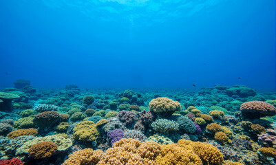 Naklejka premium diving, exploring vibrant coral reef underwater marine life snorkeling tropical sea colorful ecosystem clear water adventure ocean