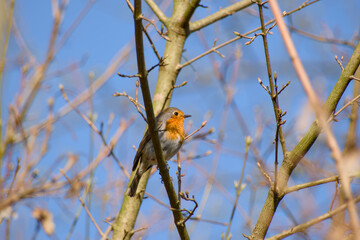 robin perching on a twig on a sunny spring day close-up