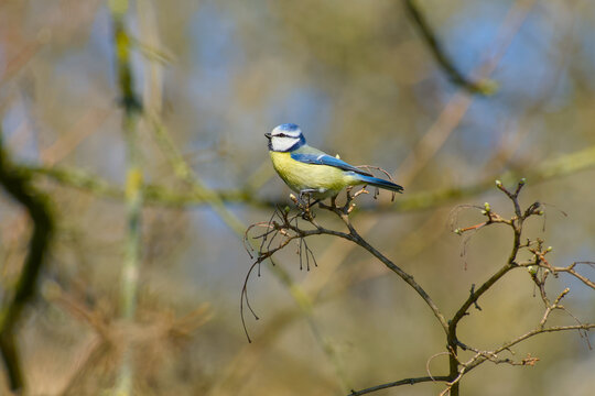 Eurasian blue tit perching on a twig on a spring day