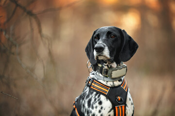 black german shorthaired pointer dog portrait in a harness and gps tracker