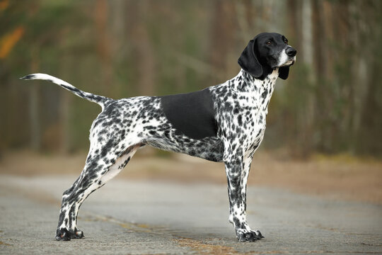 german shorthaired pointer dog standing outdoors