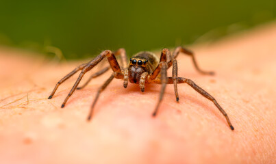 Fototapeta premium Poisonous spider on human skin close-up, dangerous arachnid with hairy legs and multiple eyes, venomous creature crawling on person, macro photography of spider on body, wildlife on human