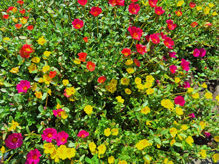 Close-up of a portulaca bush with colorful flowers.