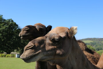 two dromedary camels close up