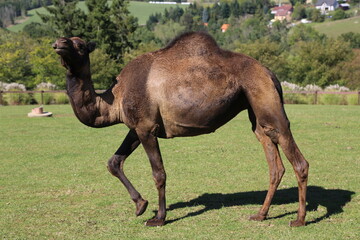 A dromedary camel is exhibited in a pasture
