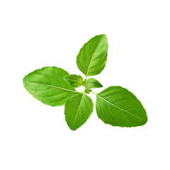 Fototapeta premium Green fresh tulsi leaf branch on transparent background