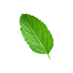 Fototapeta premium Green tulsi leaf on transparent background