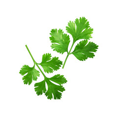 Green fresh coriander leaf on transparent background