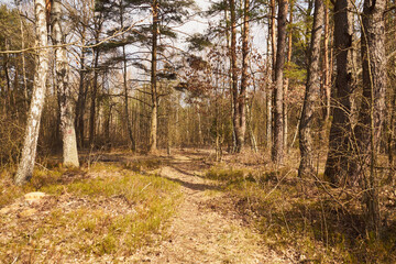 Obraz premium drzewa,leśna droga,leśna ścieżka,las mieszany,wiosna 