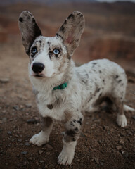 portrait of a corgi cardigan puppy dog