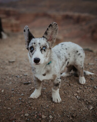 portrait of a corgi cardigan puppy dog