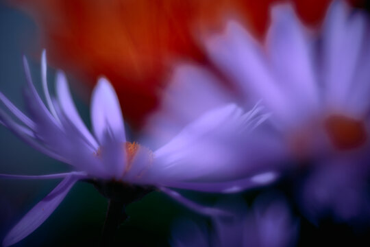 Close-up macro shot of two purple aster flowers