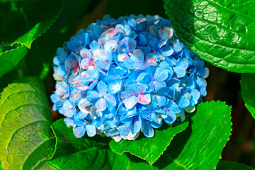 Vibrant blue Hydrangea flower in full bloom, surrounded by lush green leaves. The delicate petals showcase subtle gradients of pink and purple, adding depth and beauty to the scene