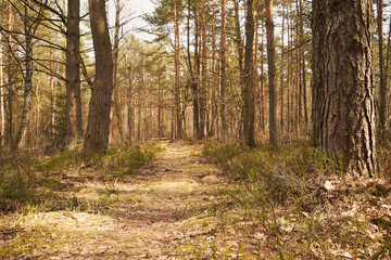 Obraz premium drzewa,leśna droga,leśna ścieżka,las mieszany,wiosna 