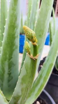 Kuncup bunga Aloe Vera yang siap mekar. Bunga aloe vera yang cantik akan segera mekar. Aloe barbadensis miller