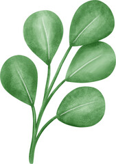 Fresh green leaves isolated as a PNG file.